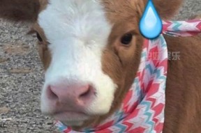 娱乐吃瓜酱猪猪,揭秘娱乐圈那些不为人知的幕后故事